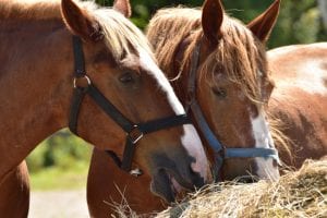 The advantage of going with concrete feeding troughs