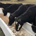 Concrete Feeding Troughs in Greensboro, North Carolina